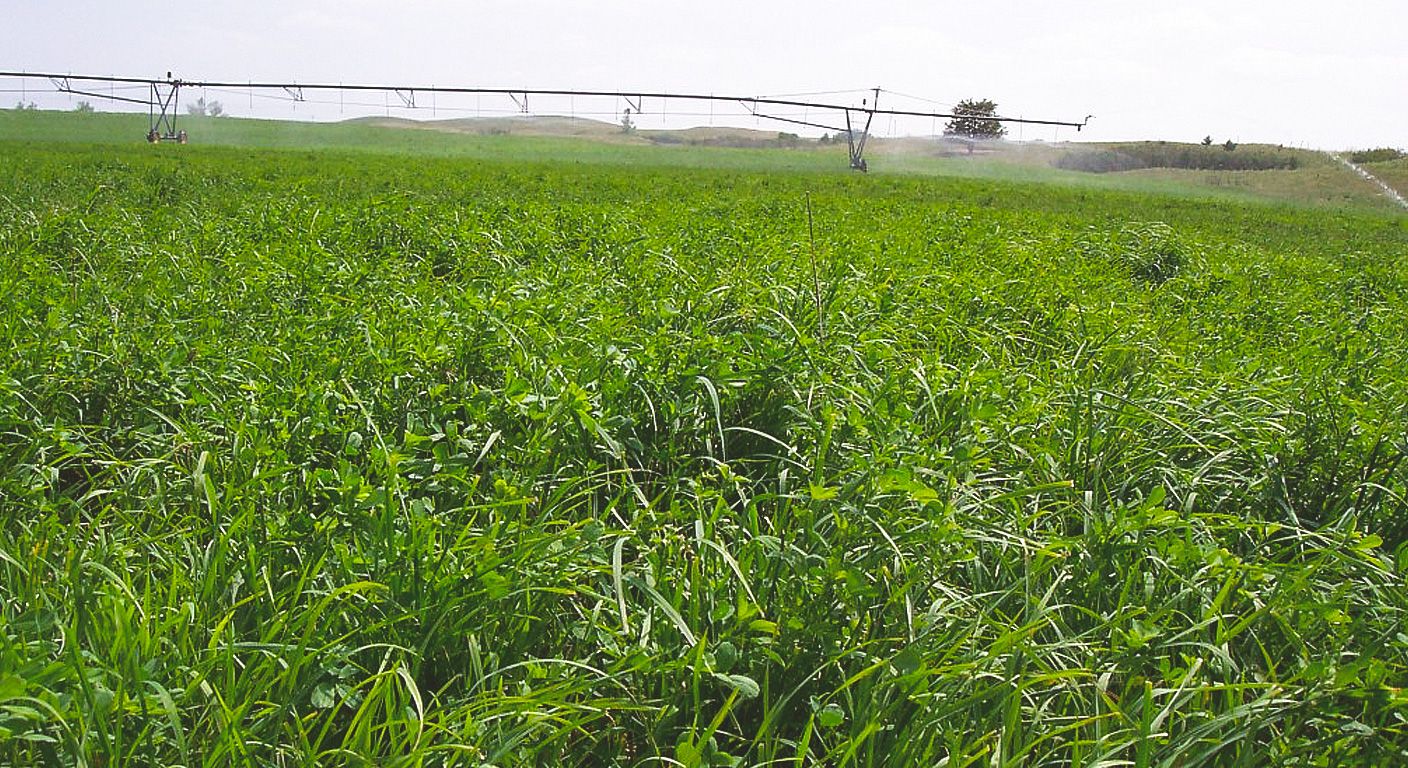 Pasture & Native Grass